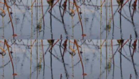 杭州西湖冬季雨天雨滴升格空镜高清在线视频素材下载