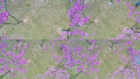 珠海风铃花季节紫色的高清在线视频素材下载