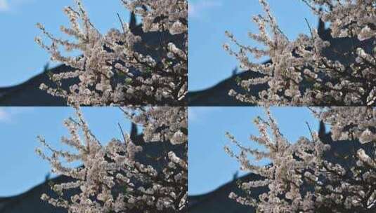 春季毛樱桃花盛开高清在线视频素材下载