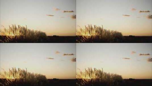夕阳下的小草高清在线视频素材下载