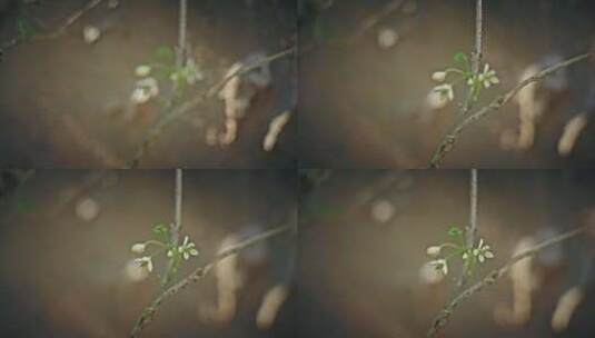 植物抽芽发芽花春天绿2624高清在线视频素材下载
