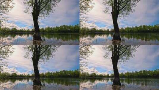 湖面上的大树高清在线视频素材下载