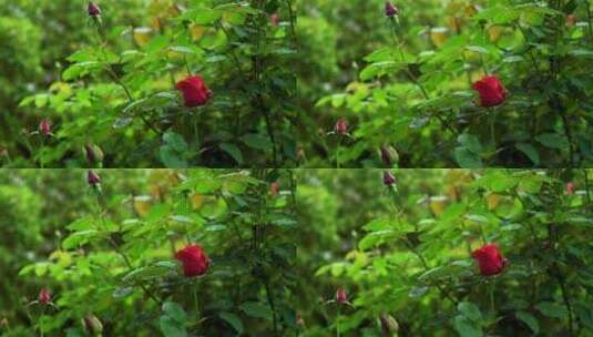 春天雨天红色玫瑰花，花朵的雨滴水滴高清在线视频素材下载