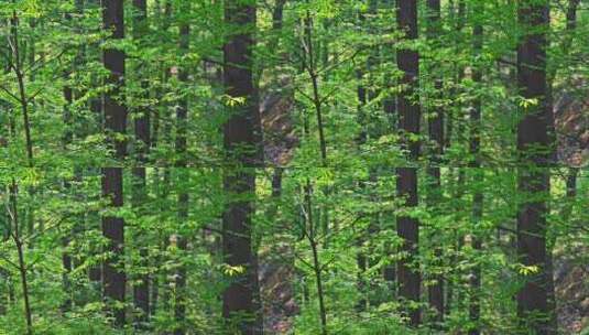 春天阳光穿透生长的水杉林树干枝叶高清在线视频素材下载