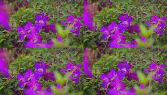 唯美花园紫色花朵盛开高清在线视频素材下载