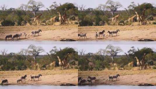 南非克鲁格国家公园的长颈鹿和平原斑马高清在线视频素材下载