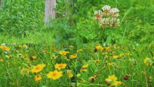 植物园公园户外植物小草青草花朵蜜蜂采蜜大高清在线视频素材下载