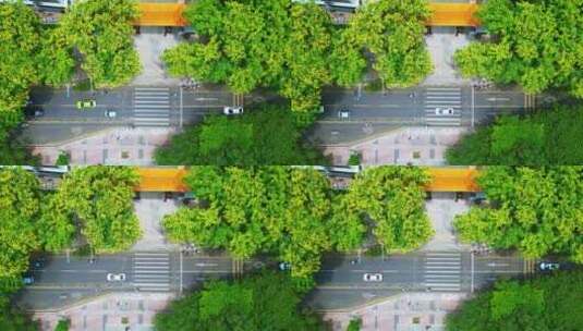 海南三亚城市街道、校园里盛开的黄色紫檀花高清在线视频素材下载