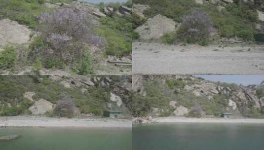 海边孤独的紫花泡桐正退dlogm灰片高清在线视频素材下载