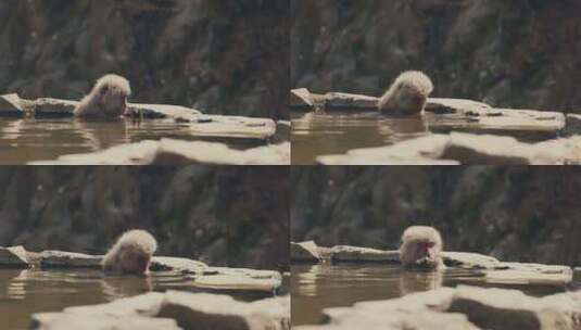 日本雪猴在动物园野生动物园洗澡。特写镜头高清在线视频素材下载