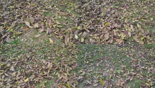 地上枯黄落叶实拍高清在线视频素材下载