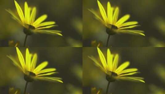 花，双层膜，开花，盛开高清在线视频素材下载