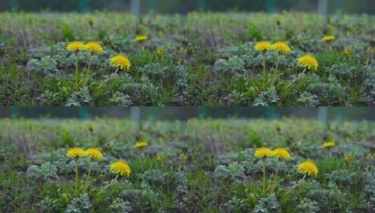 田野草地的野菊花高清在线视频素材下载