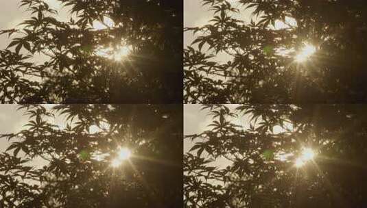 黄昏夕阳穿过枫叶光斑闪烁04高清在线视频素材下载