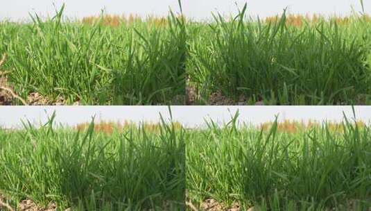 麦苗 田地 绿色 植物 农业作物 自然生态高清在线视频素材下载