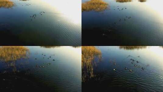 航拍水库湿地高清在线视频素材下载
