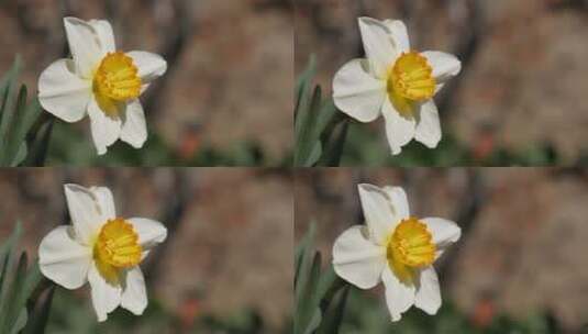 白色水仙花特写镜头高清在线视频素材下载