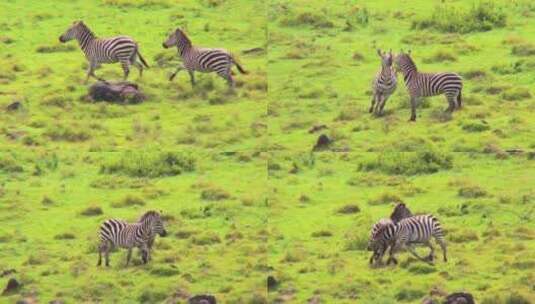 非洲田野里奔跑嬉闹的的两只斑马高清在线视频素材下载