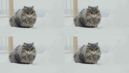 猫坐在雪地里高清在线视频素材下载