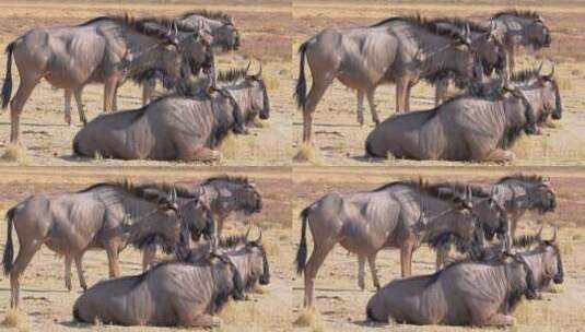 非洲大草原上的角马高清在线视频素材下载