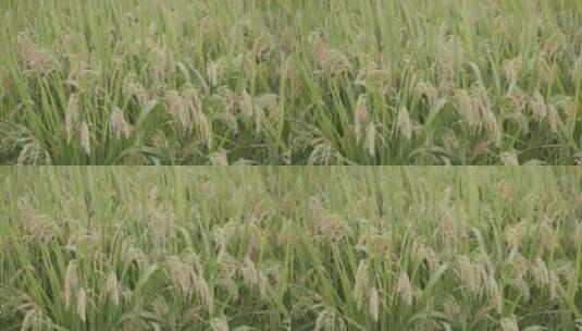 稻谷稻子高清在线视频素材下载
