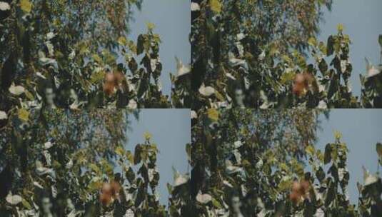 公园里树木的树叶模糊镜头高清在线视频素材下载
