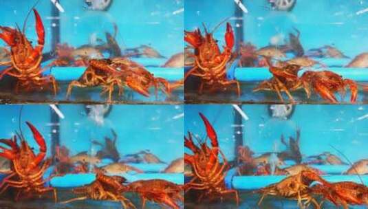 实拍 生鲜 海鲜 小龙虾 活体高清在线视频素材下载