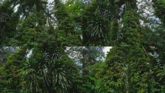 阴暗潮湿的热带雨林高清在线视频素材下载