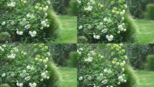 【精品】花园花房鲜花花卉特写高清在线视频素材下载