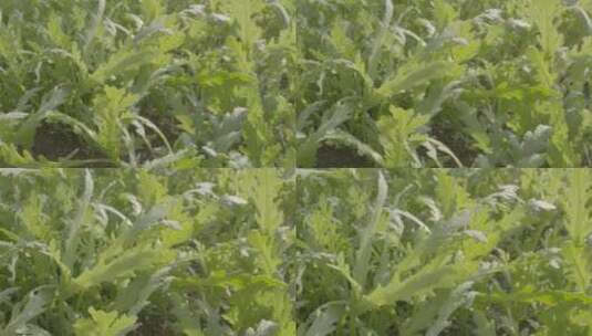 苏冠油菜温室育苗LOG素材高清在线视频素材下载