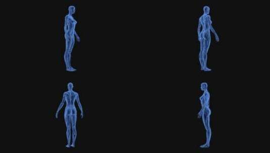 肌肉 人体 医学 结构 骨骼 腹肌 臀腿肌肉高清在线视频素材下载
