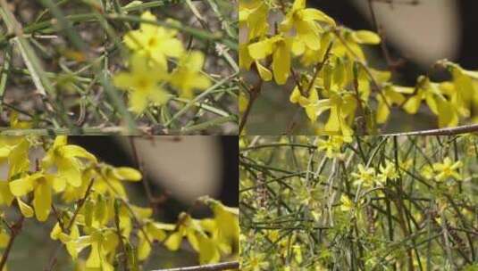 【镜头合集】特写迎春花连翘报春花黄色高清在线视频素材下载