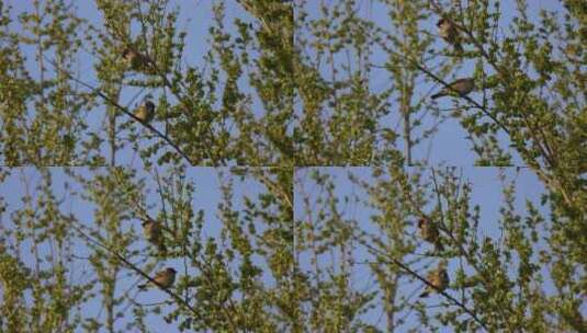 树上的两只小鸟 麻雀高清在线视频素材下载