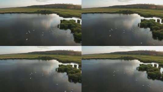 无人机拍摄湖泊野生动物高清在线视频素材下载