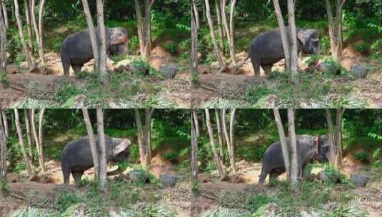 在树林里吃东西的大象高清在线视频素材下载