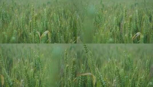 大片的麦田,水稻高清在线视频素材下载
