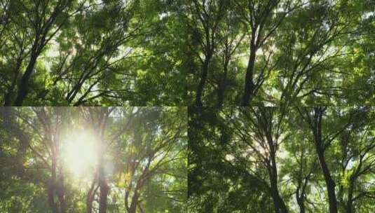 树荫下阳光透过缝隙照耀下来唯美画面高清在线视频素材下载
