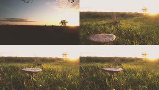 日落时分_森林里长在草丛中的蘑菇高清在线视频素材下载