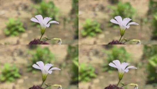 粉色酢浆草花朵高清在线视频素材下载