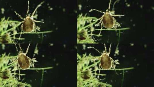 显微镜下的蜱虫1高清在线视频素材下载