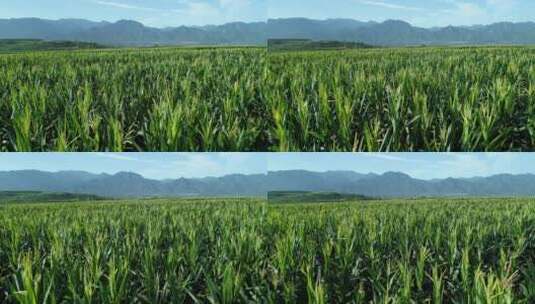 陕西秦岭山脉脚下的玉米地高清在线视频素材下载