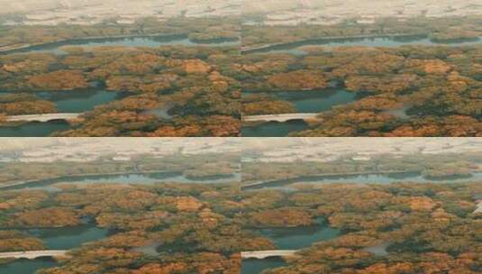 城市秋天枯黄树叶竖屏航拍高清在线视频素材下载