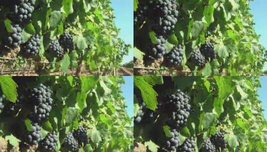 4k成熟的葡萄高清在线视频素材下载