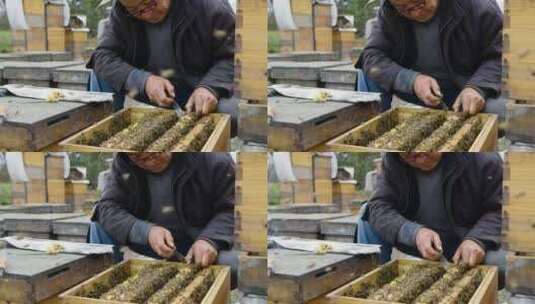 养蜂人在养蜂场忙碌饲养蜜蜂高清在线视频素材下载