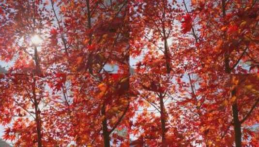 阳光下的枫叶树叶高清在线视频素材下载