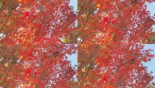 秋天里的红色枫叶秋日暖阳高清在线视频素材下载