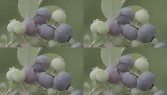 蓝莓种植园高清在线视频素材下载