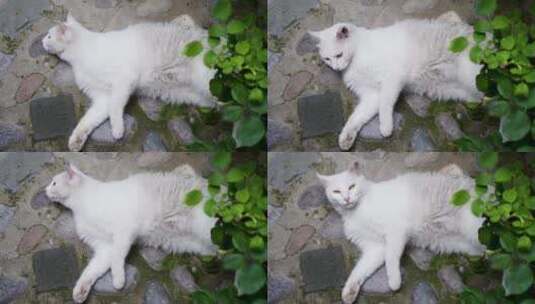 白猫躺在地上休息打滚高清在线视频素材下载
