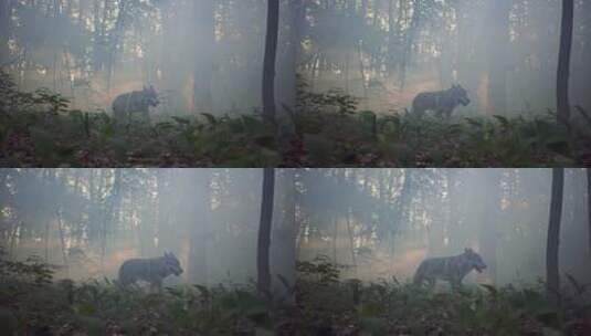 灰狼在树林里高清在线视频素材下载