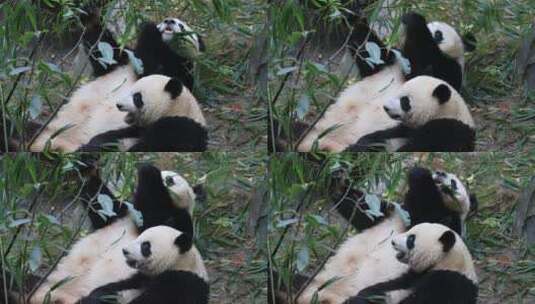 两只正在玩耍的熊猫高清在线视频素材下载